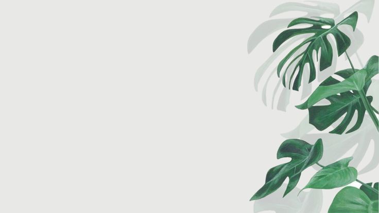 Planta de decoración